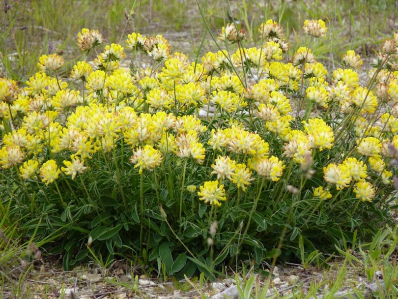 Gelber Wundklee, Anthyllis vulneraria, etnobotanika